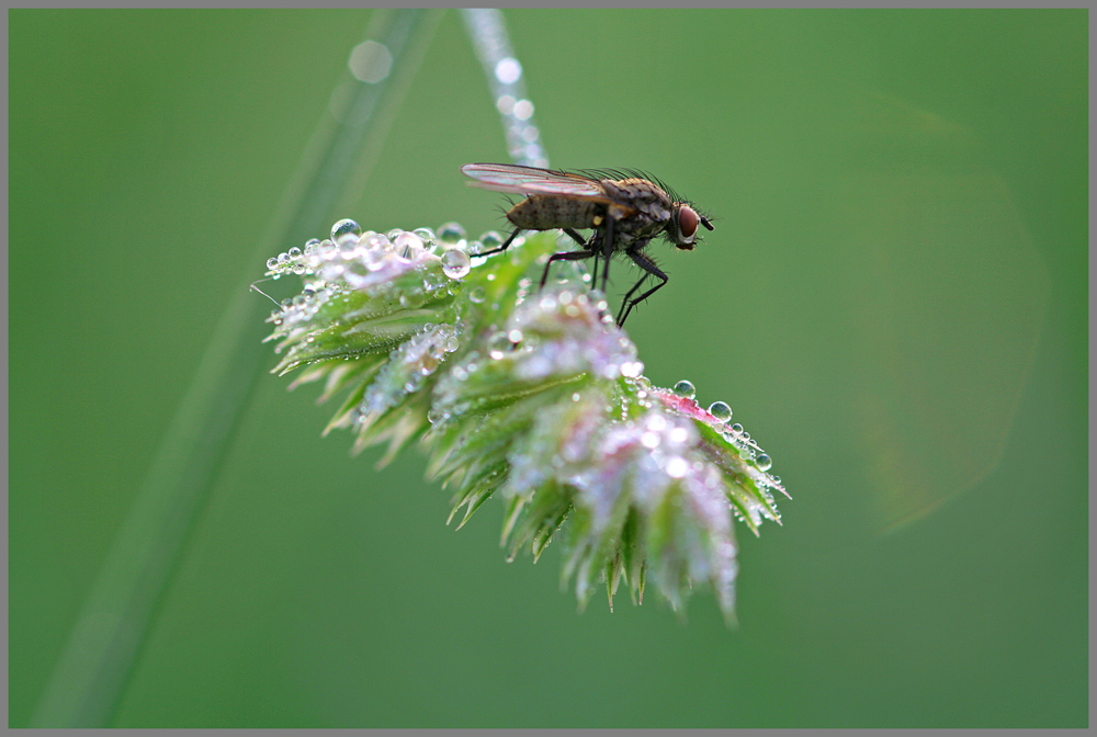 Fliege im Morgentau