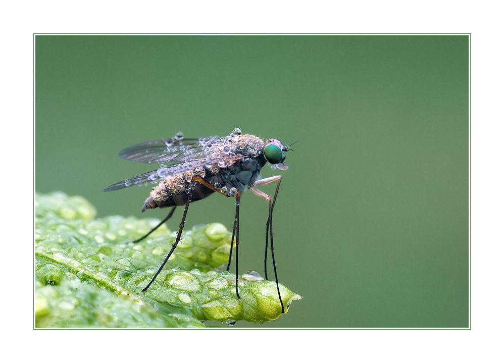 Fliege im Morgentau