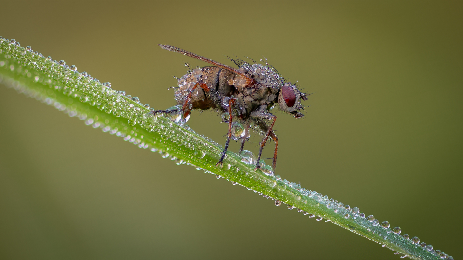 Fliege im Morgentau