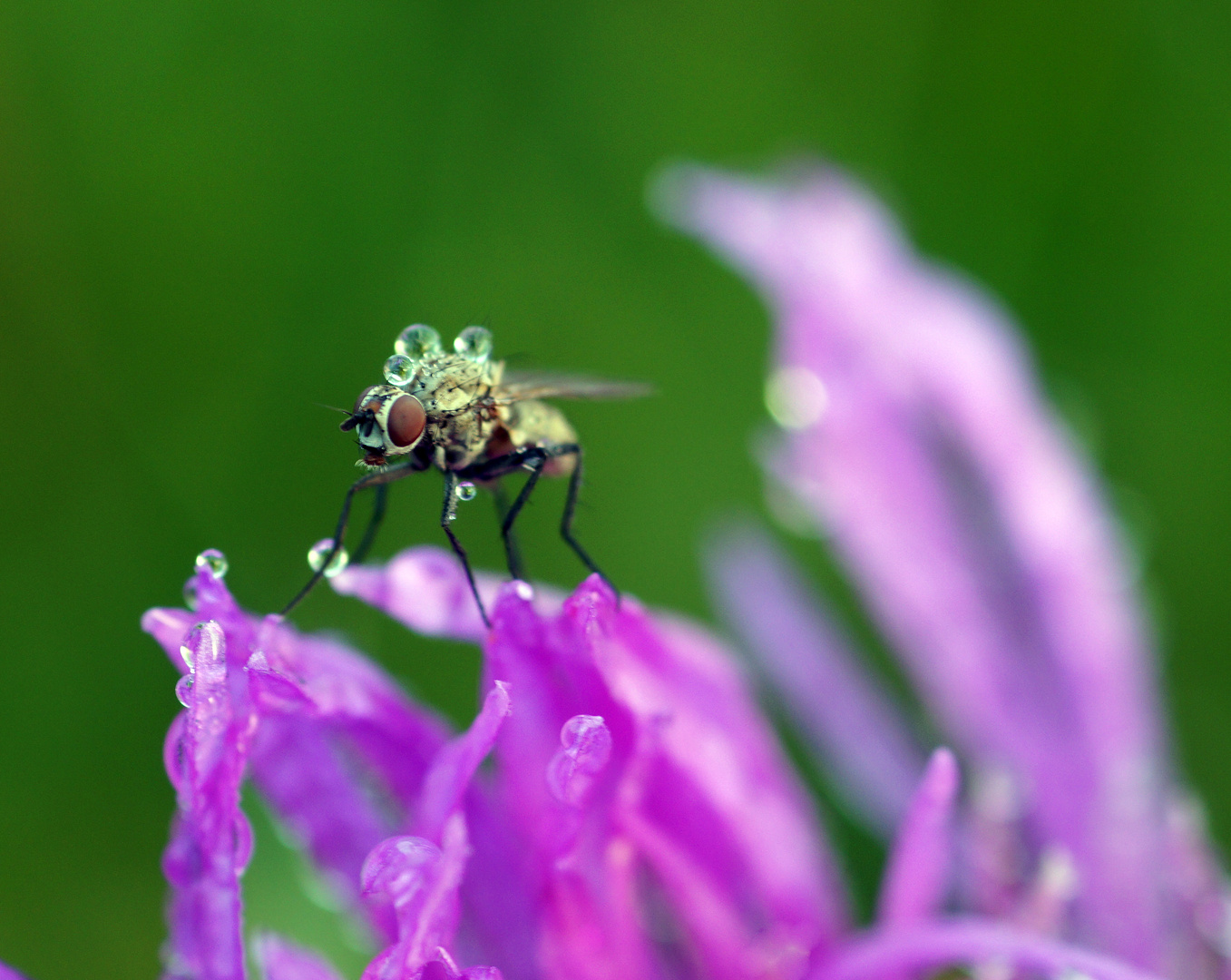 Fliege im Morgentau