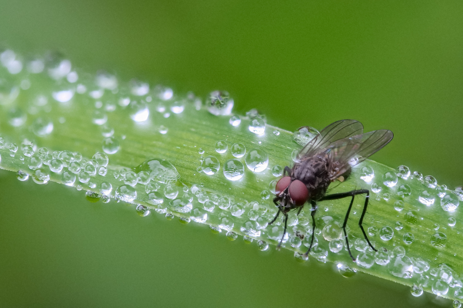 Fliege im Morgentau