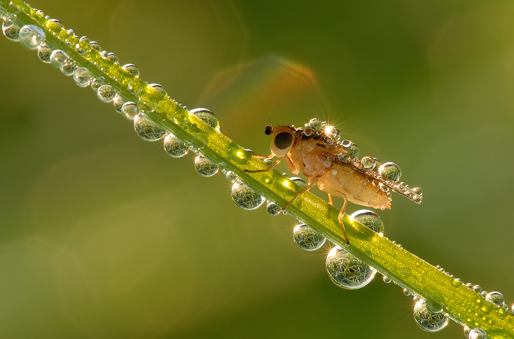 Fliege im Morgentau beim Sonnenaufgang