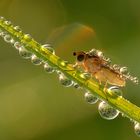 Fliege im Morgentau beim Sonnenaufgang