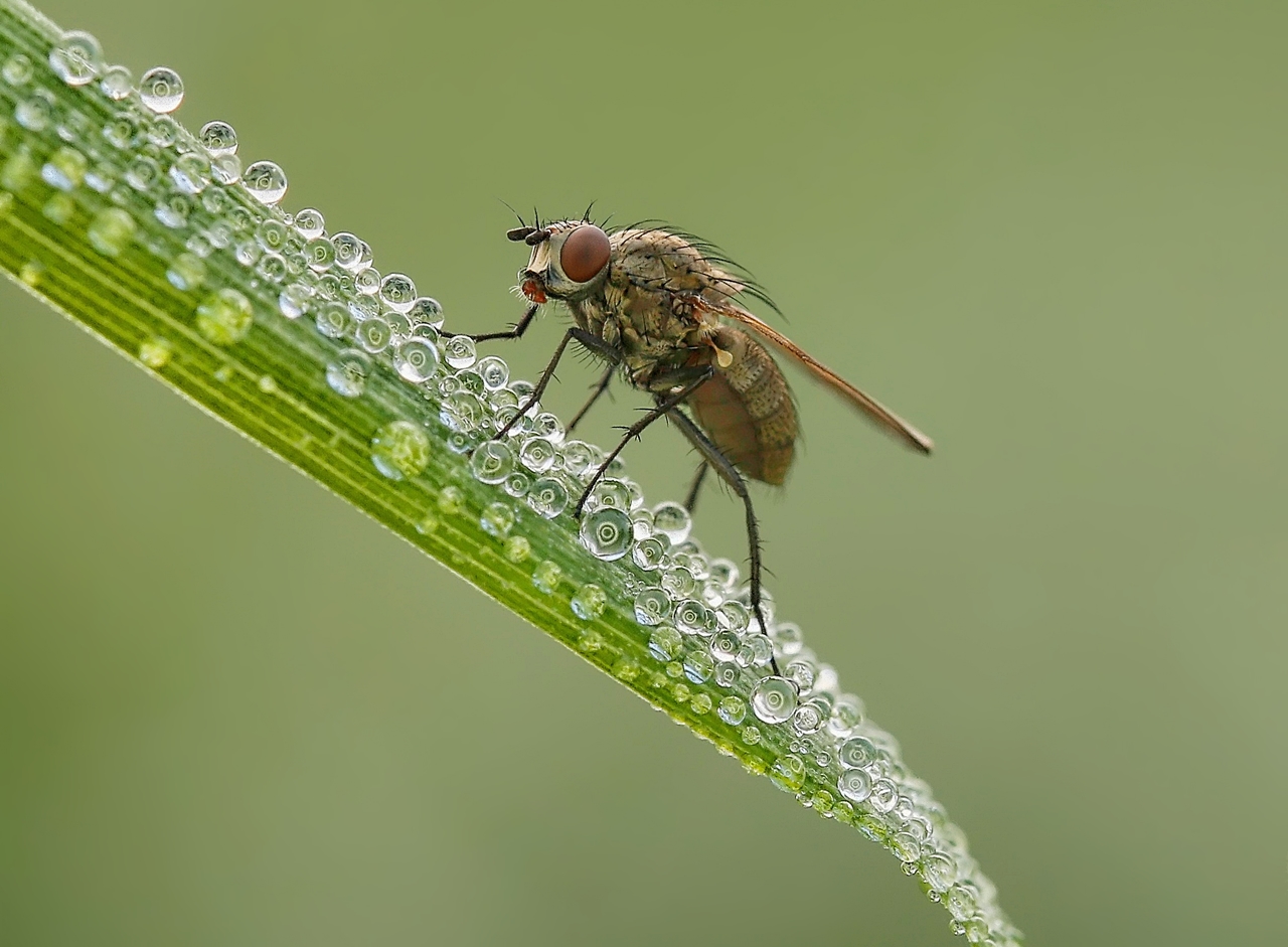 Fliege im Morgentau