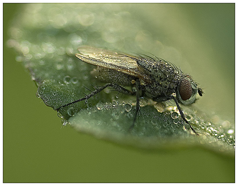 Fliege im Morgentau