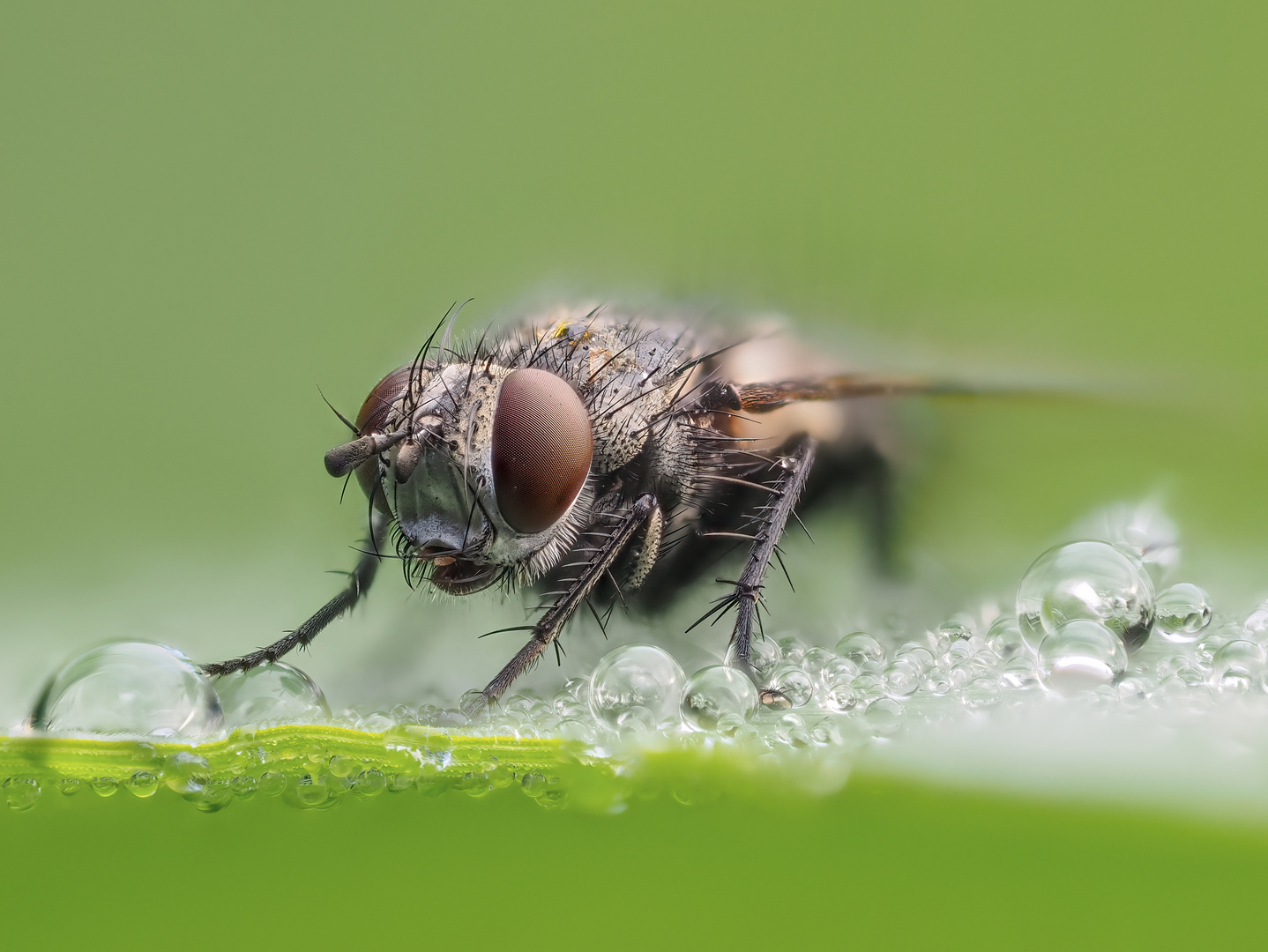 Fliege im Morgentau