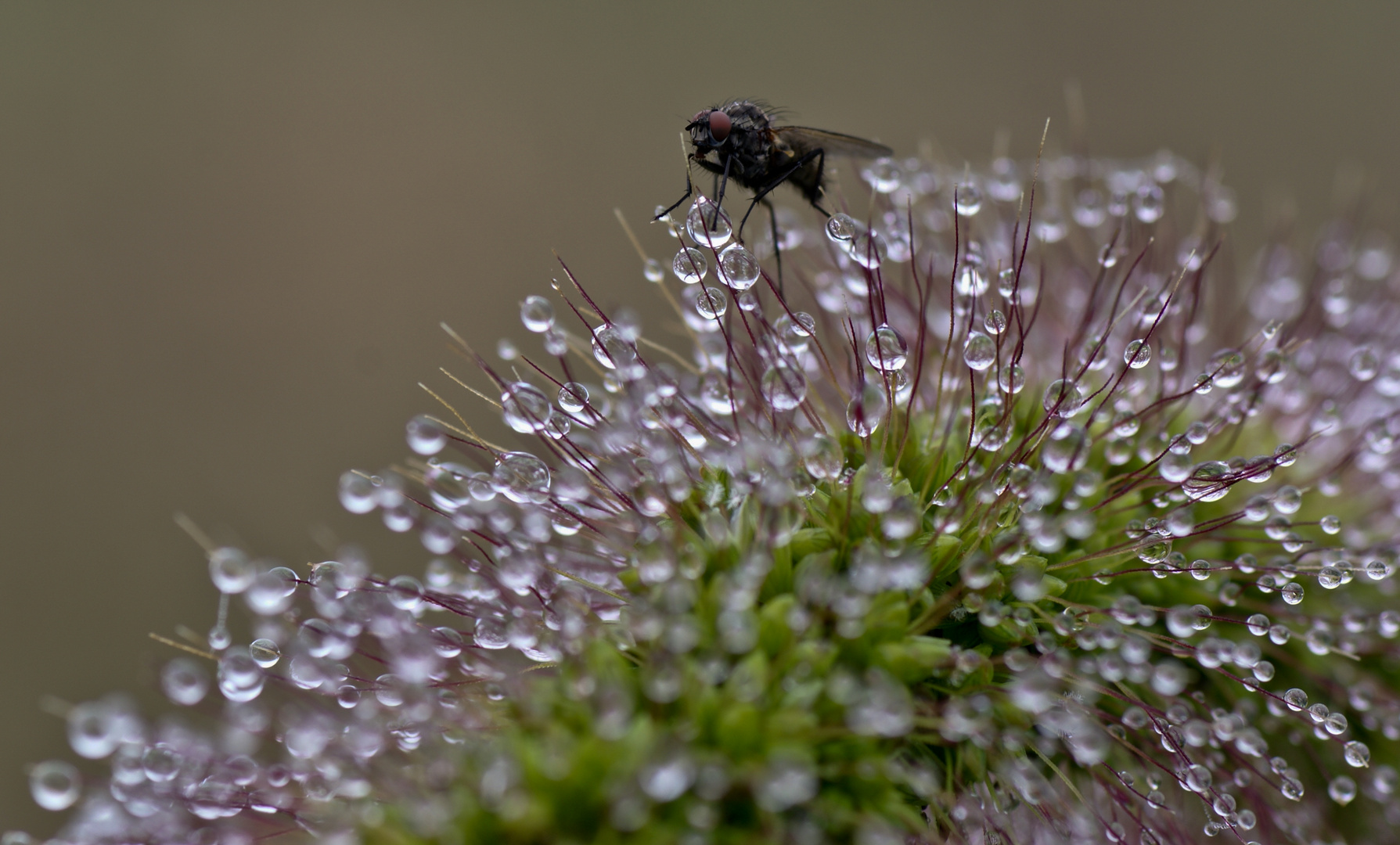 Fliege im Morgenthau