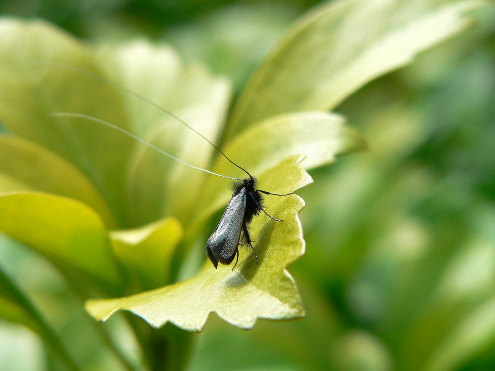 Fliege im Pelz !