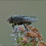 Fliege im Perlenkleid