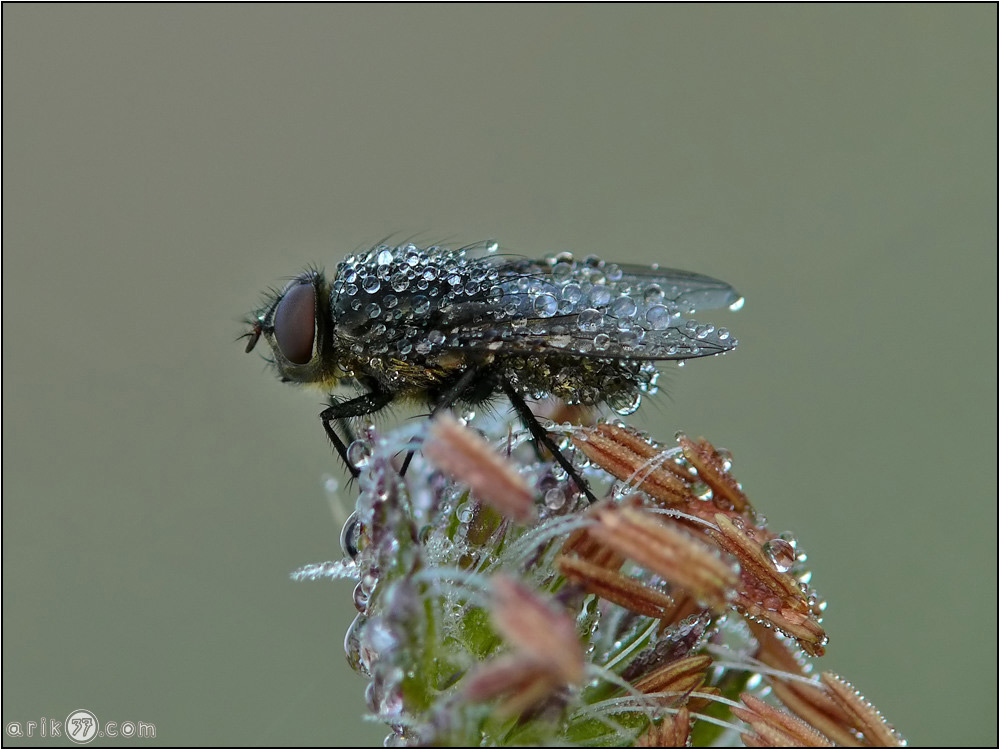 Fliege im Perlenkleid