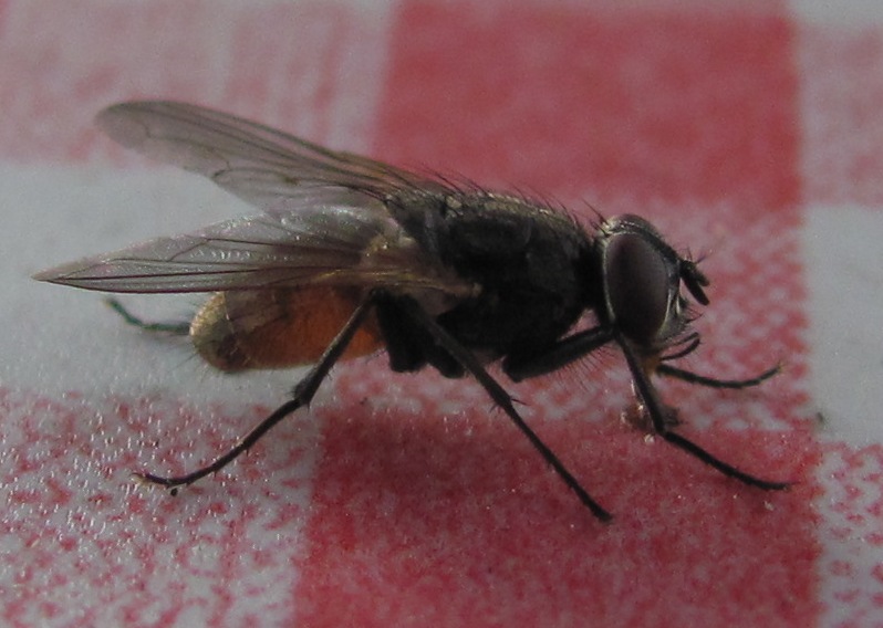 Fliege im Profil