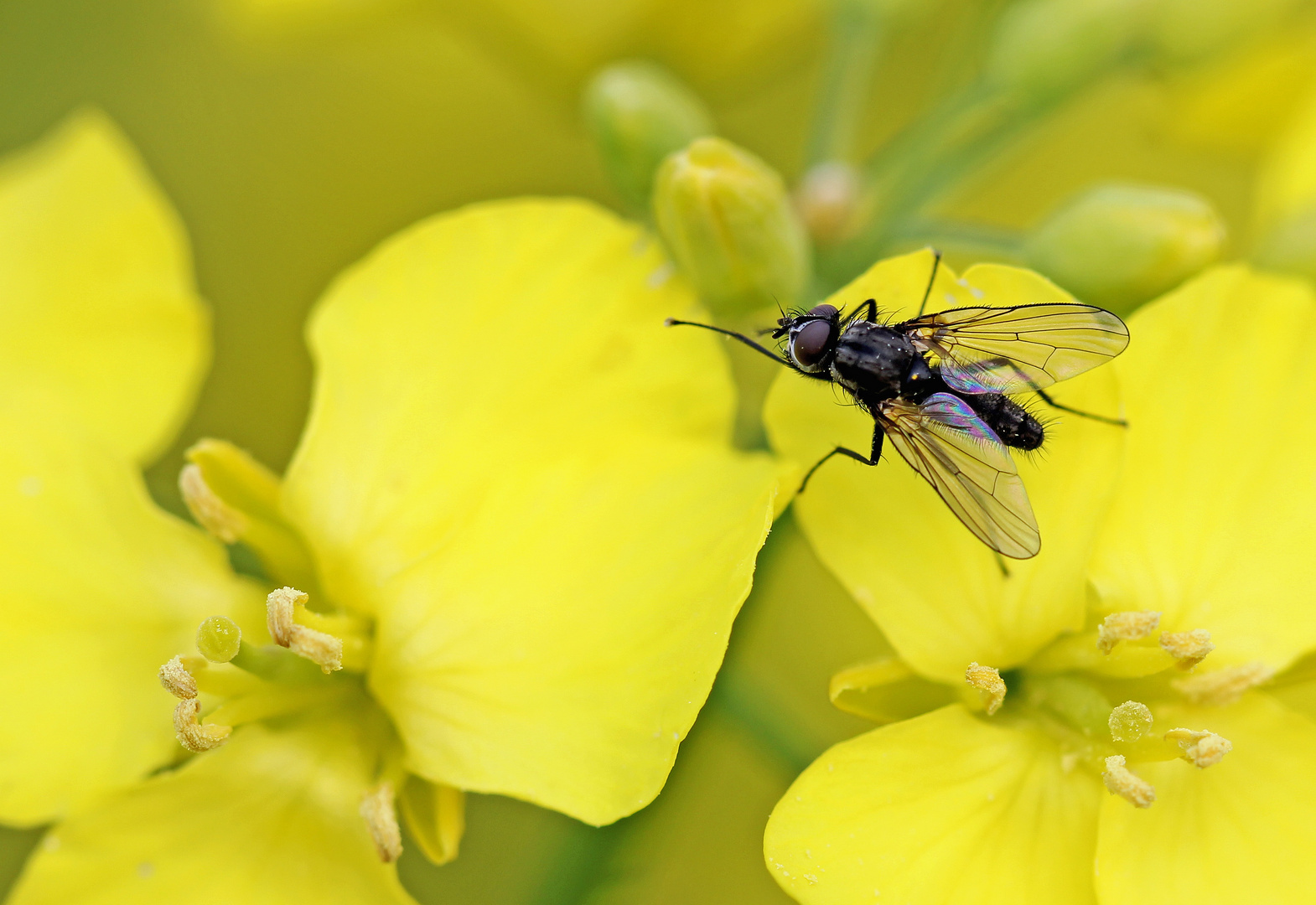 Fliege im Rapsfeld