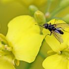 Fliege im Rapsfeld