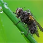 Fliege im Regen