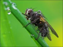 Fliege im Regen