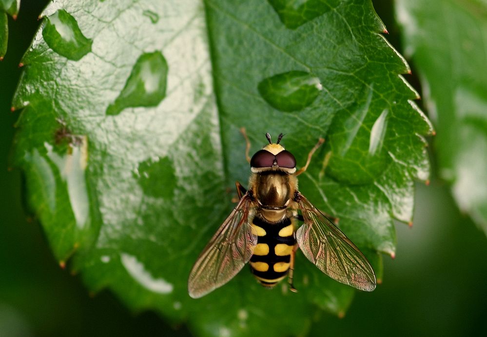 Fliege im Regen