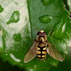 Fliege im Regen