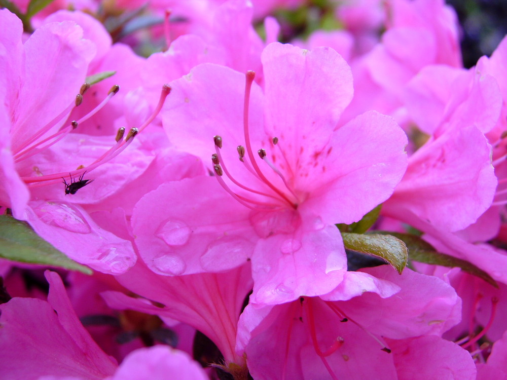 Fliege im Rhododendron