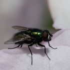 Fliege im Rhododentron