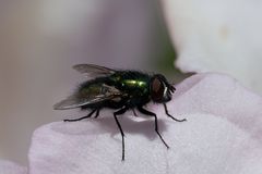 Fliege im Rhododentron