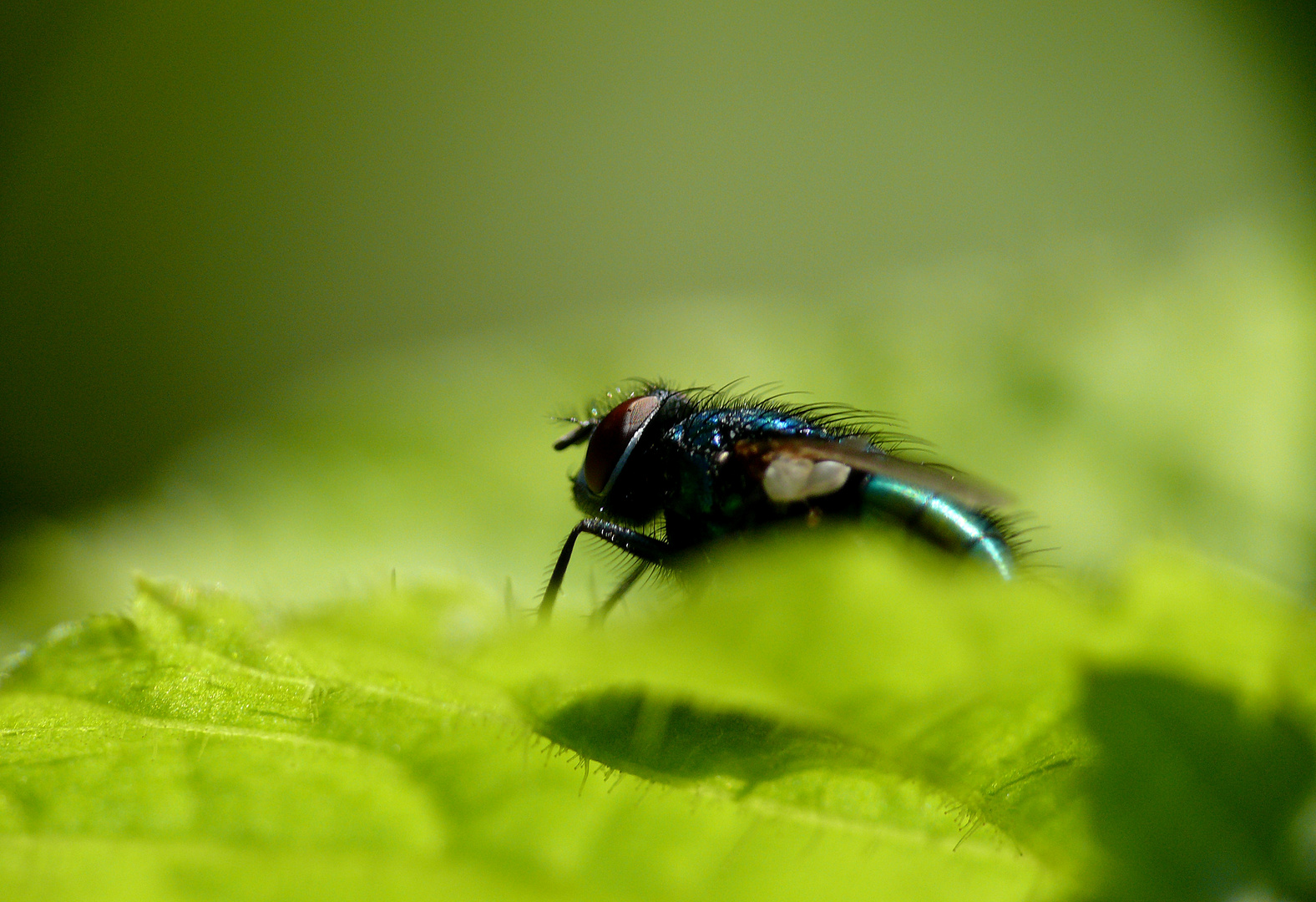 Fliege im Salat