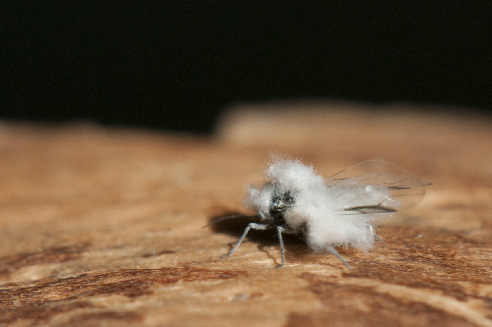 Fliege im Schafspelz 2