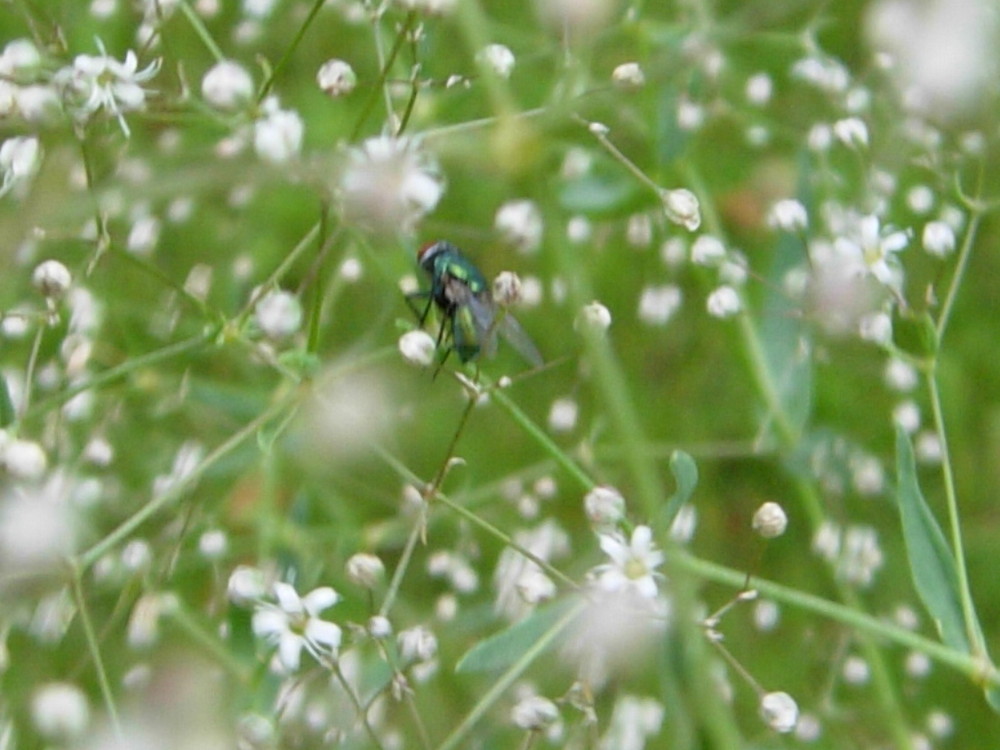 Fliege im Schleierkraut