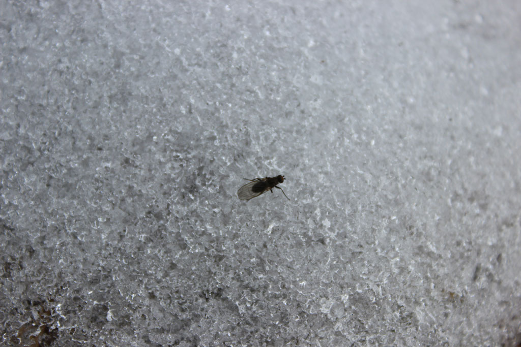 Fliege im Schnee