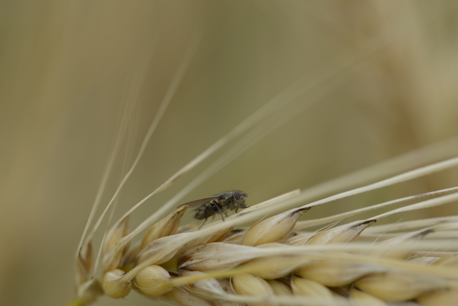 Fliege im Sommer 2014 | Niederwartha