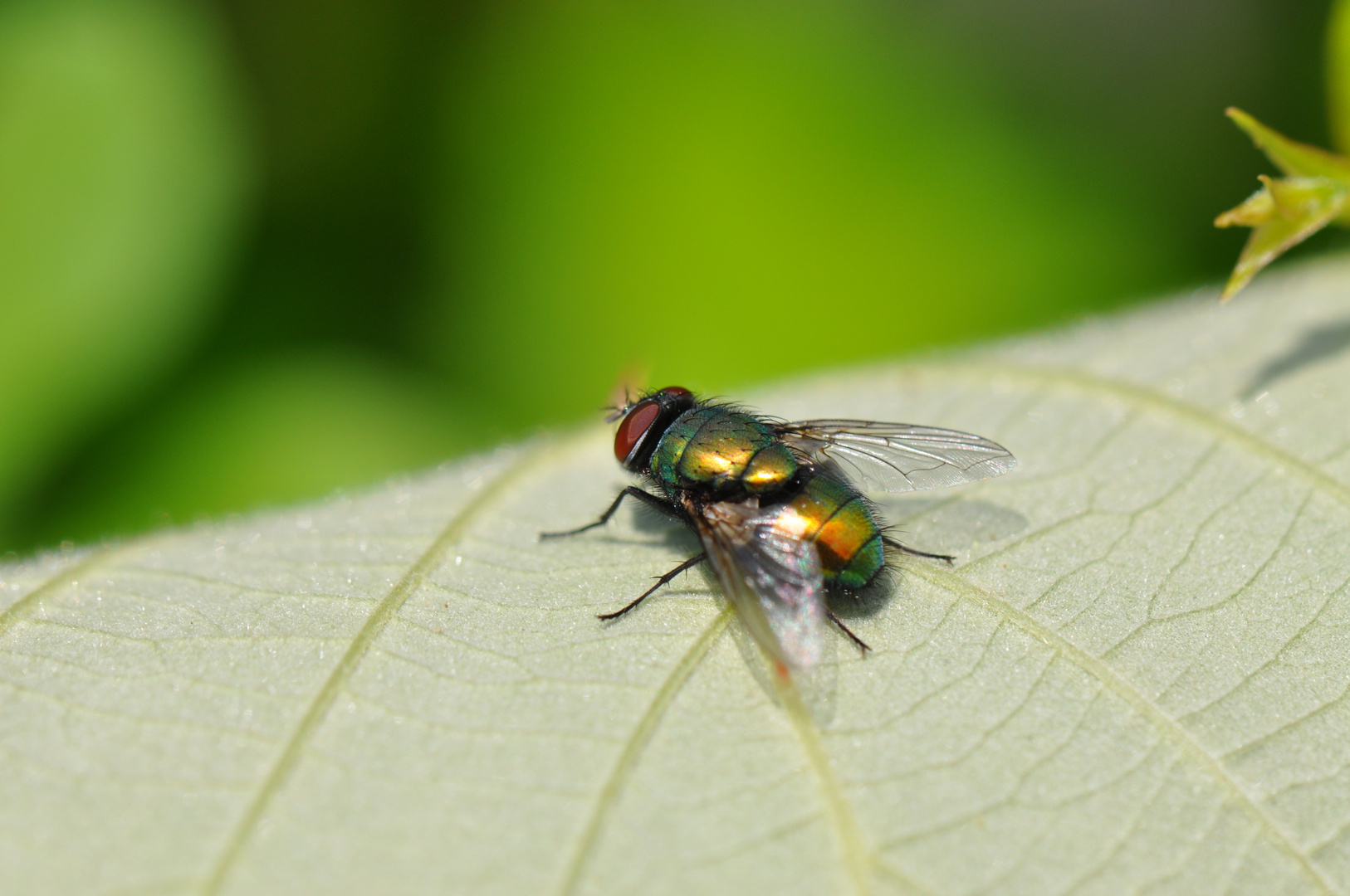 Fliege im Sonnenbad