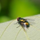 Fliege im Sonnenbad