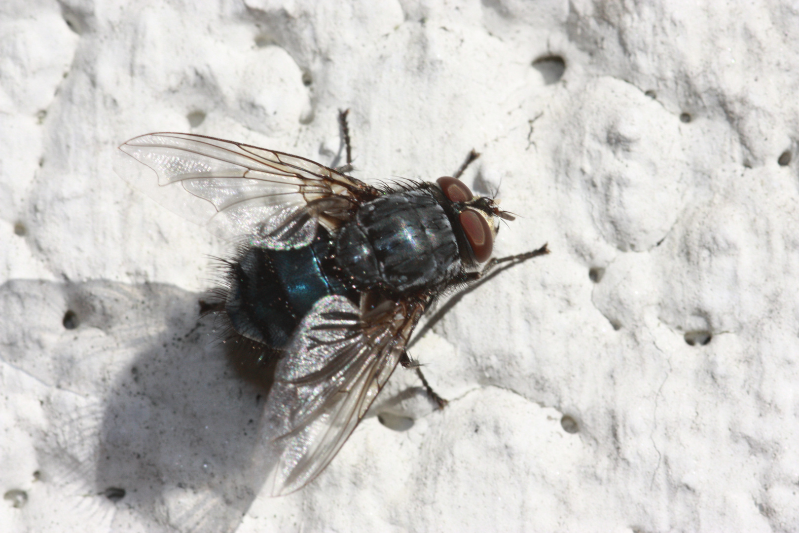 Fliege im Sonnenbad am Kamingrill