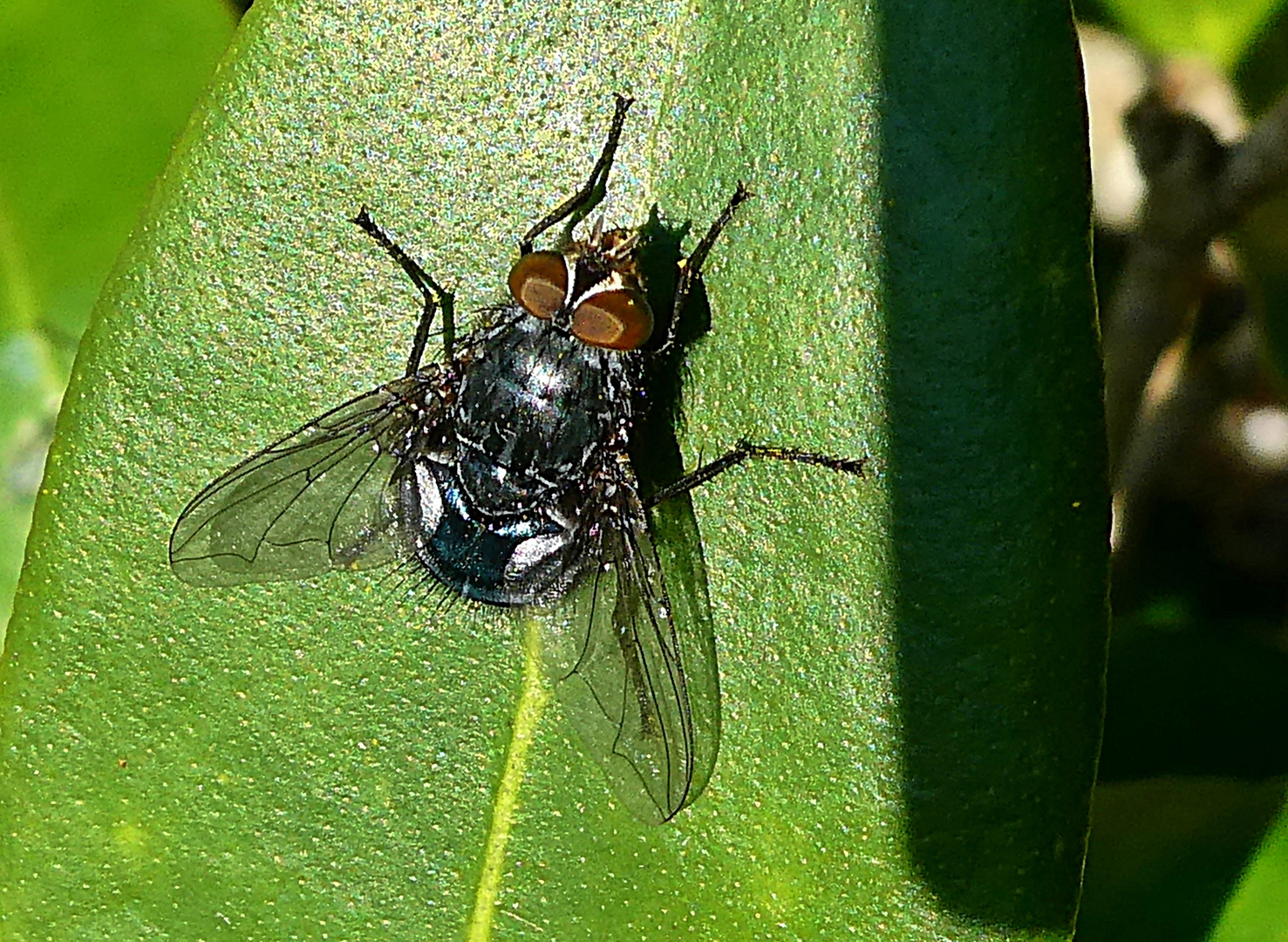 Fliege im Sonnenlicht 