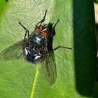 Fliege im Sonnenlicht 