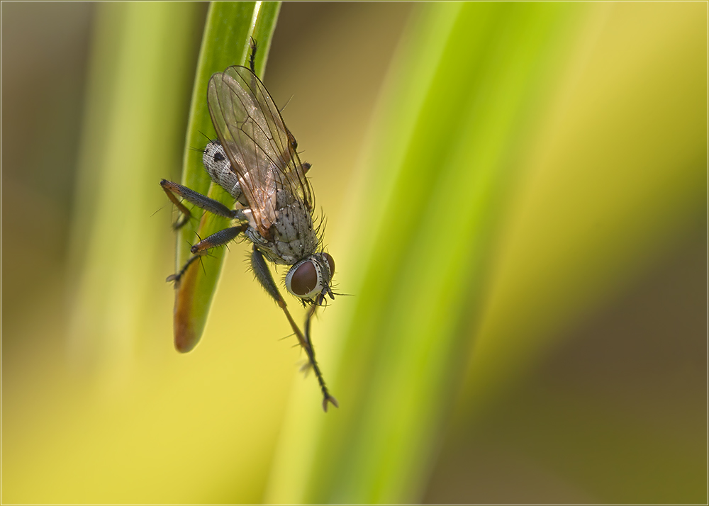 Fliege im Sonnenlicht