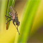 Fliege im Sonnenlicht