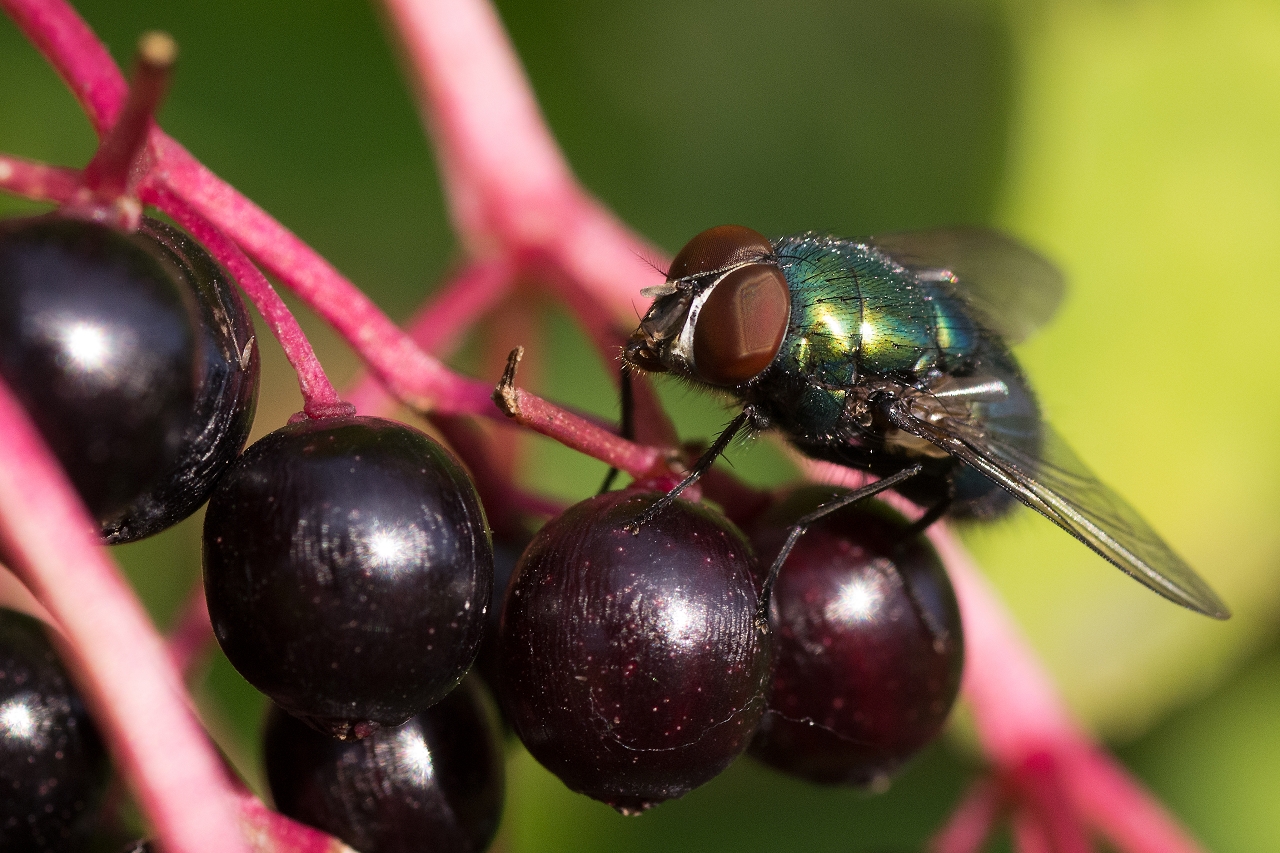 Fliege im Sonnenlicht