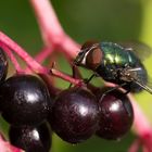 Fliege im Sonnenlicht