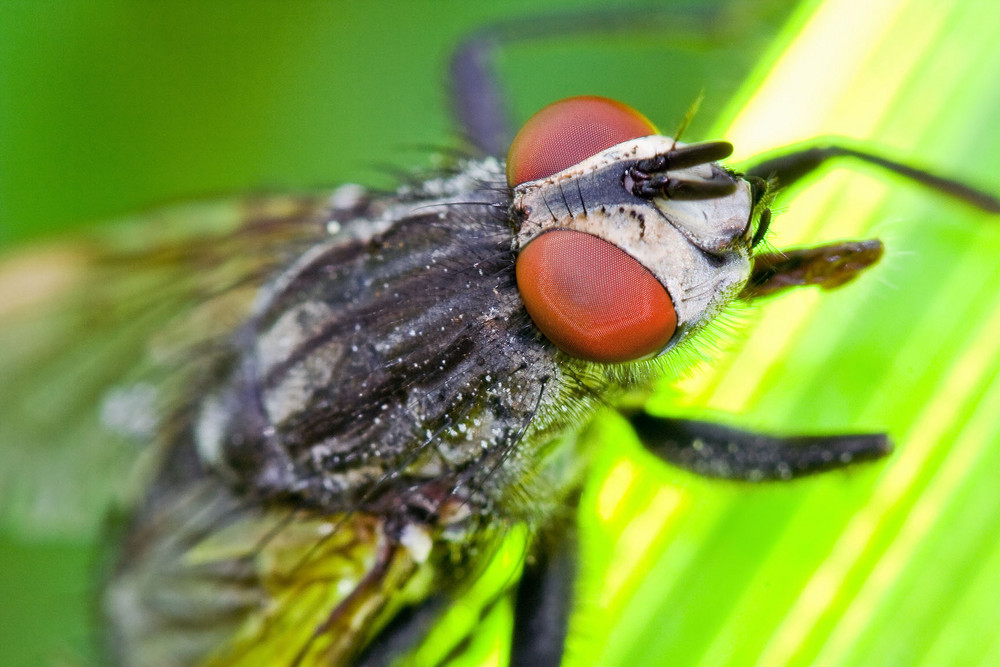 Fliege im Sonnenstudio