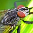 Fliege im Sonnenstudio