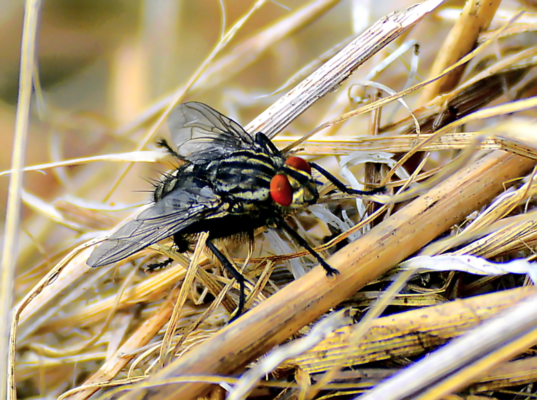 Fliege im Stroh 