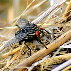 Fliege im Stroh 