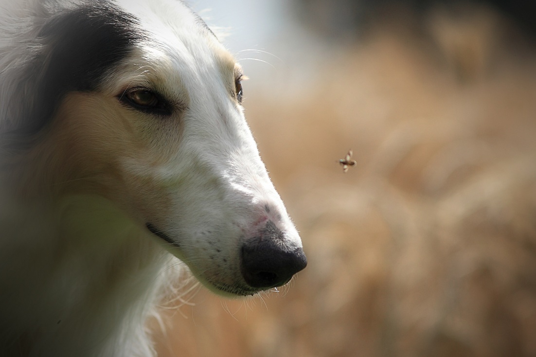 Fliege im Visier