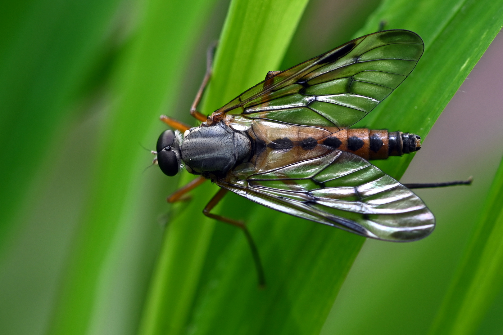 Fliege im Wald