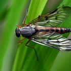 Fliege im Wald