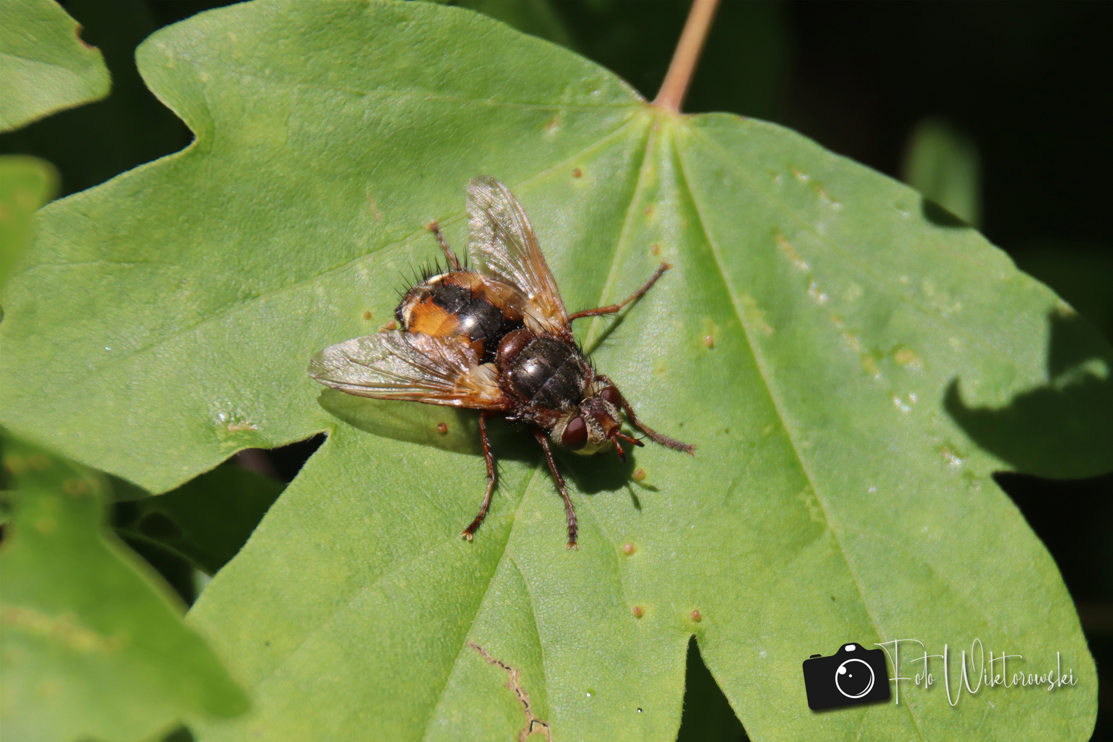 Fliege im Wald