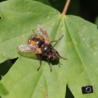 Fliege im Wald