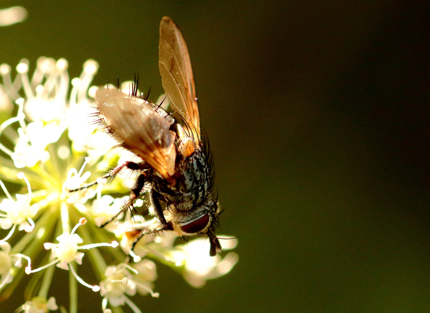 Fliege im Wald