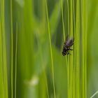 Fliege im Weizenfeld