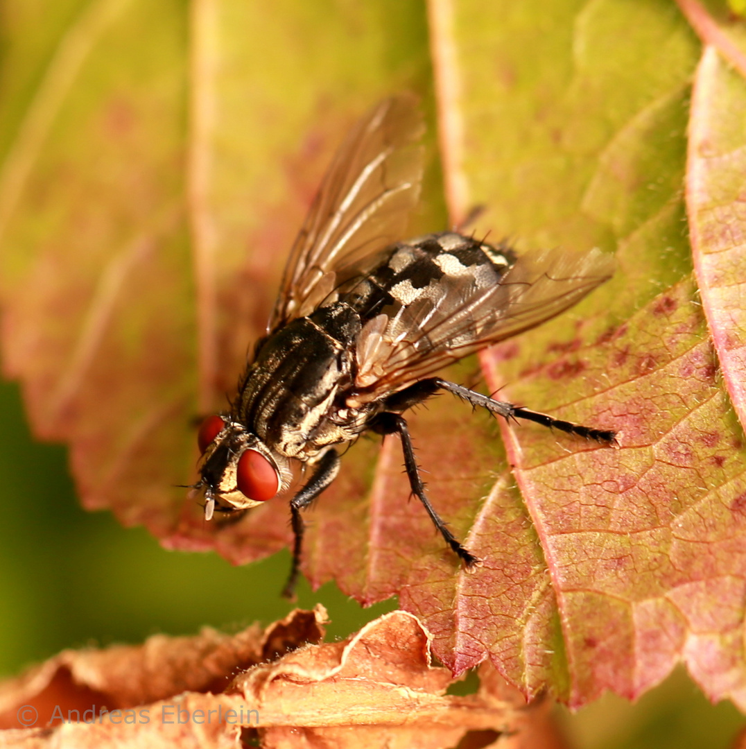 Fliege im Wingert